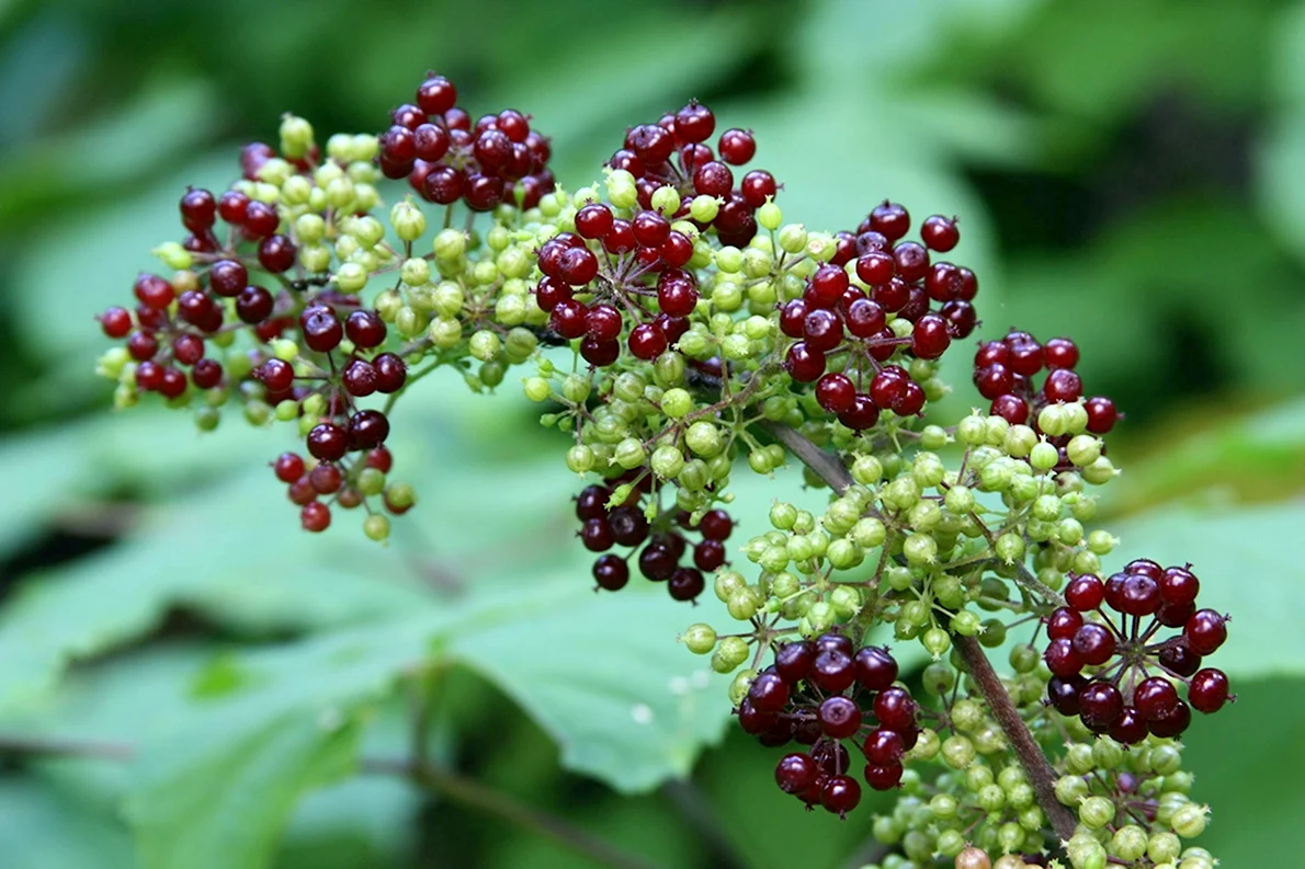Аралия маньчжурская (Aralia mandshurica)
