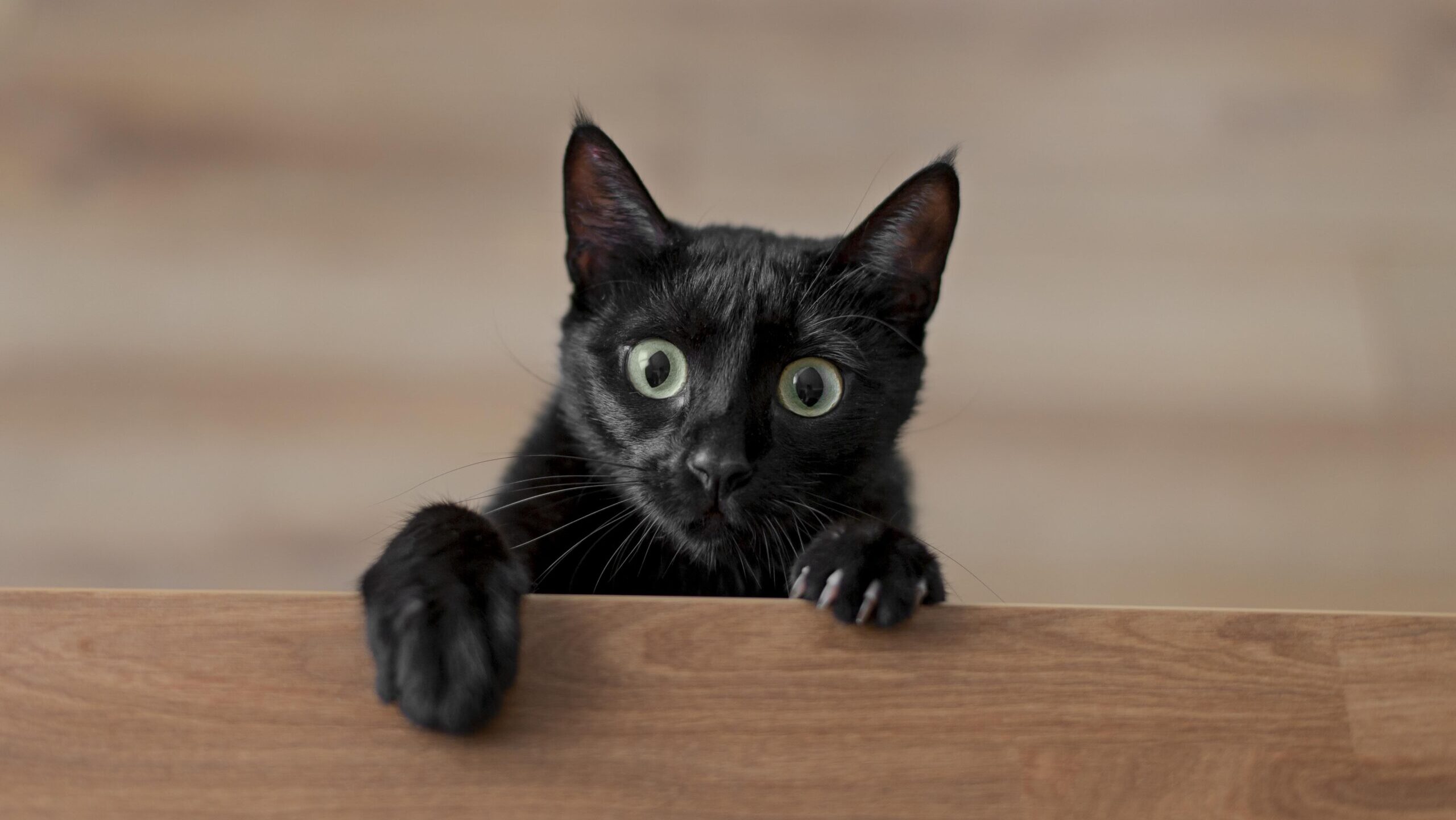 Приметы и их происхождение: мифы, суеверия или правда?