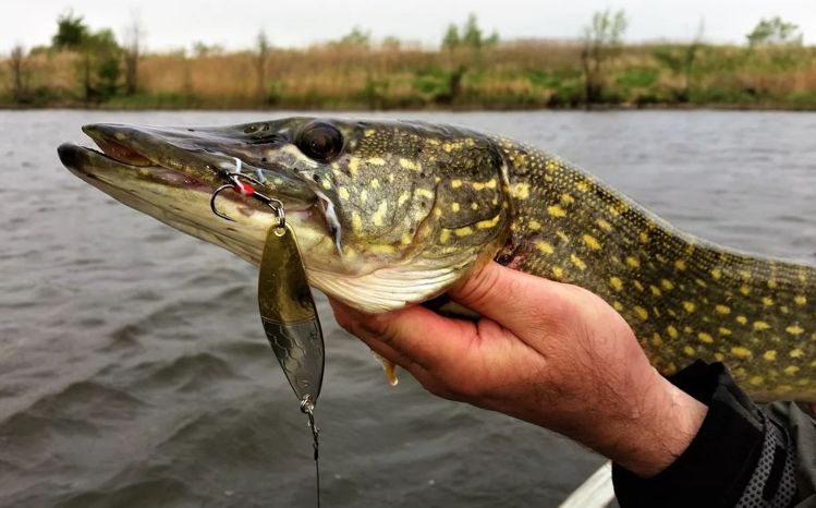 запрет на лов щуки на Витебщине
