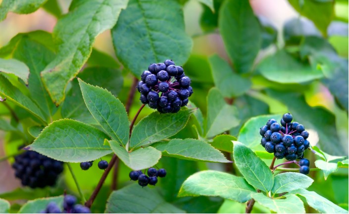 Элеутерококк (Eleutherococcus senticosus)