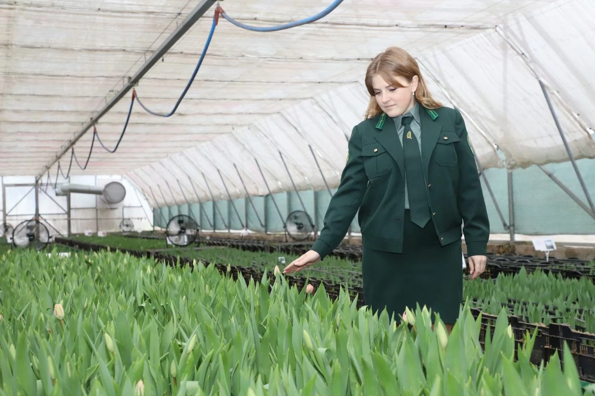 Лесхозы Брестской области предлагают десятки сортов тюльпанов