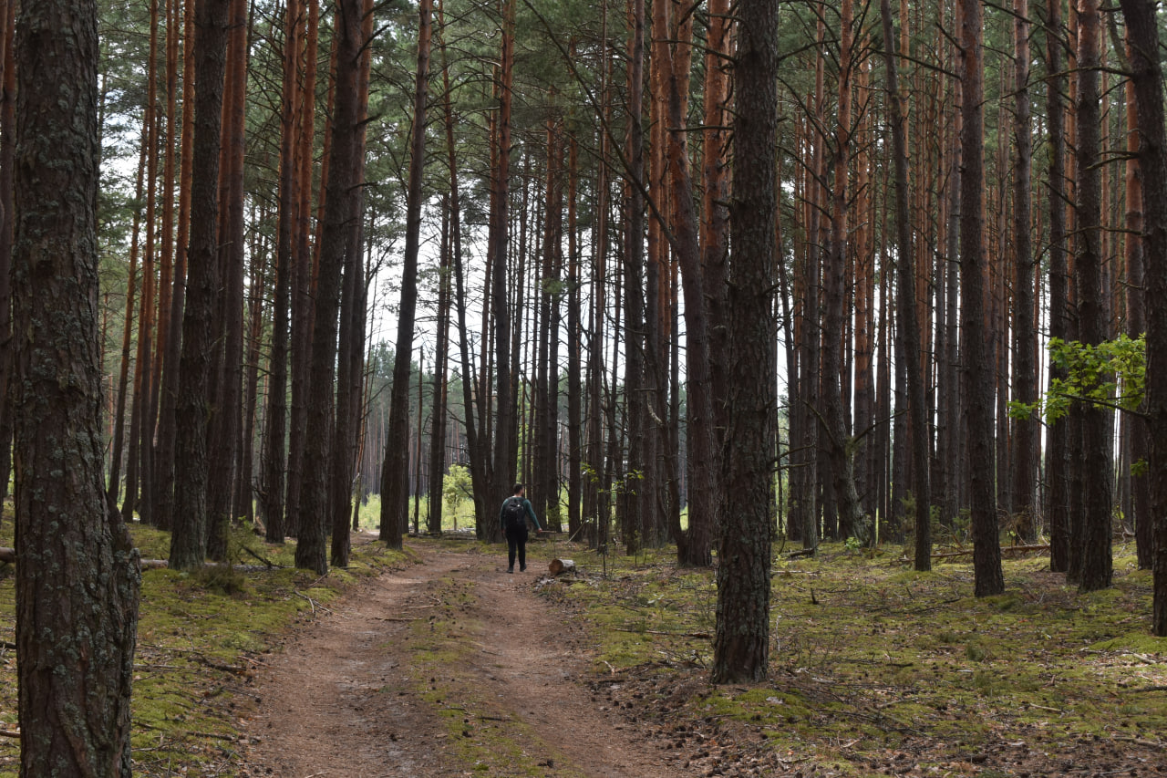 Лес природа экология