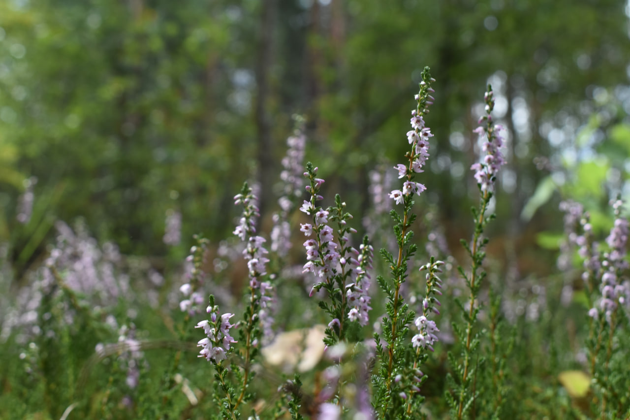 природа экосистема