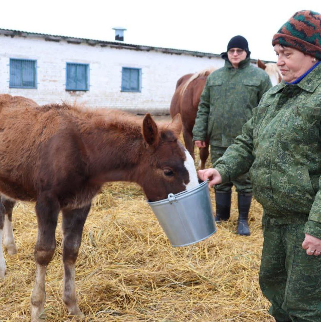 лошади в заповеднике