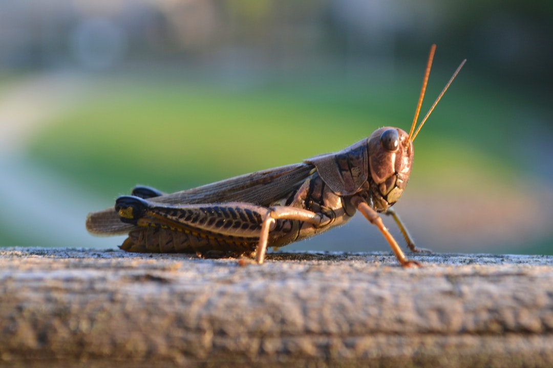 Саранча в шоколаде