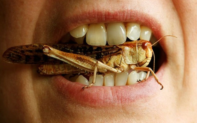 Девушка держит в зубах саранчу