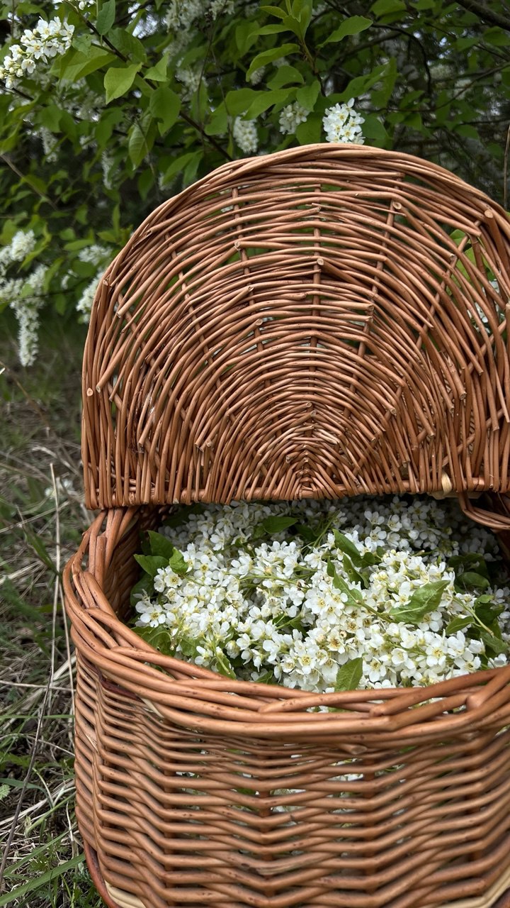 цветы вишни