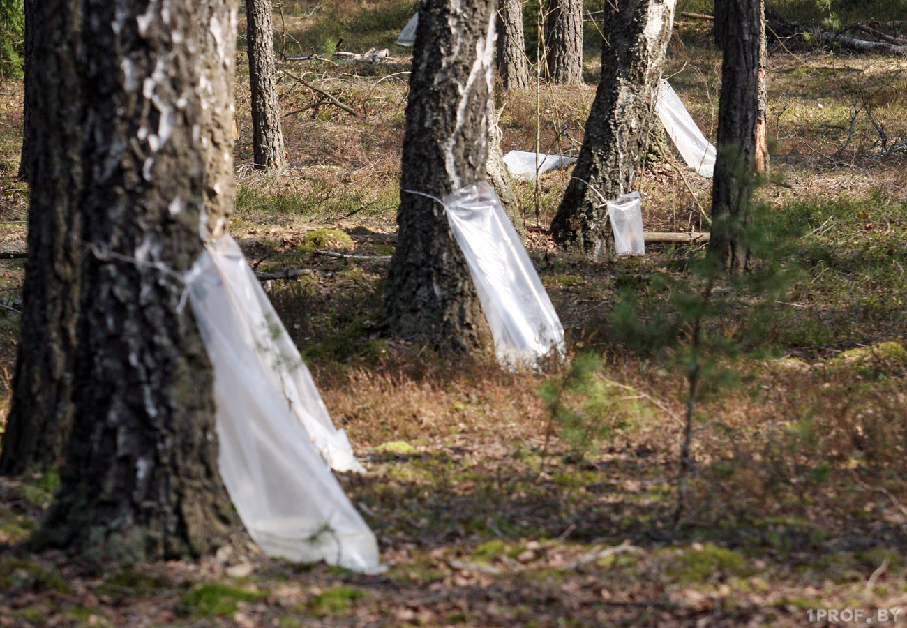 В Беларуси начался сезон березового сока: как не нарваться на штраф при сборке и лучшие рецепты