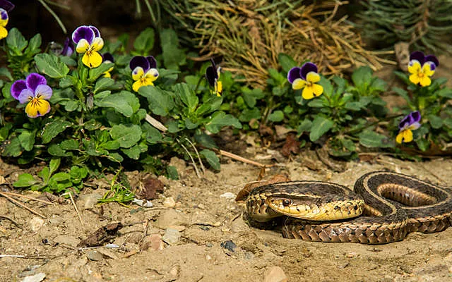 змея на даче