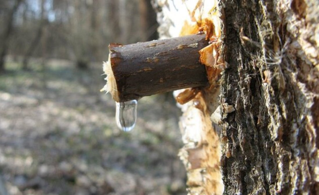 сбор березового сока