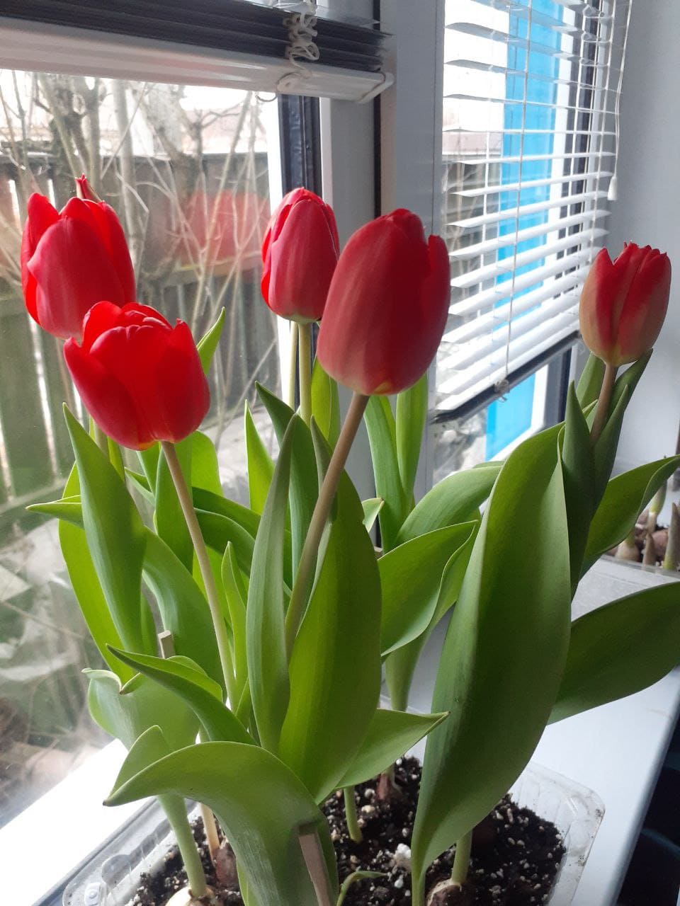 Тюльпаны
