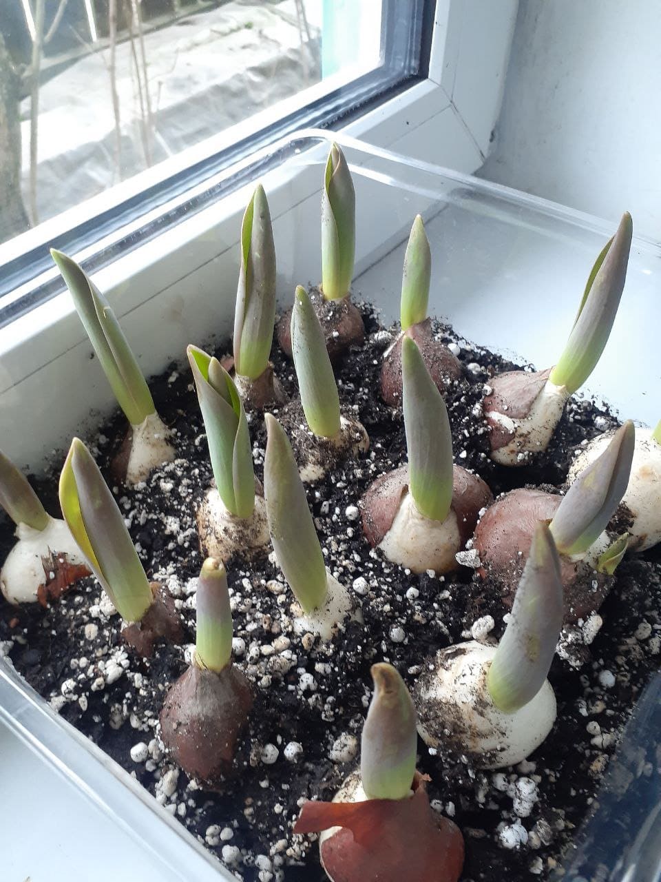 Тюльпаны, луковицы