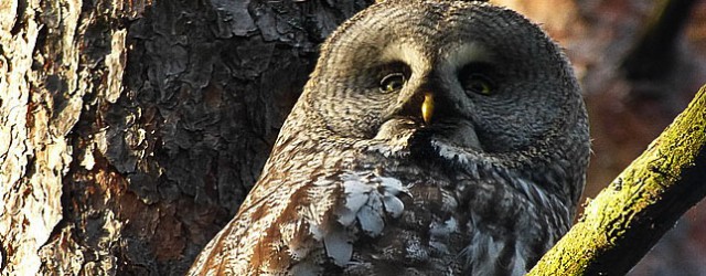 Как радиация изменила птиц Чернобыля: ученые провели исследование