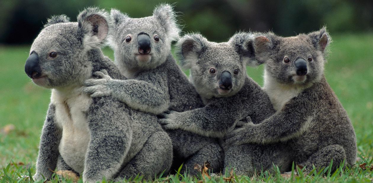 Более 700 коал расстреляли в Австралии по указу правительства