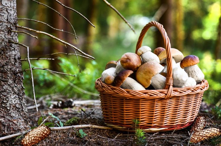 грибы: польза и вред