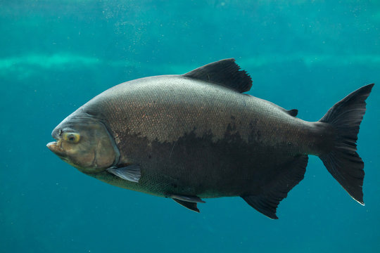 Рыба Тамбаки