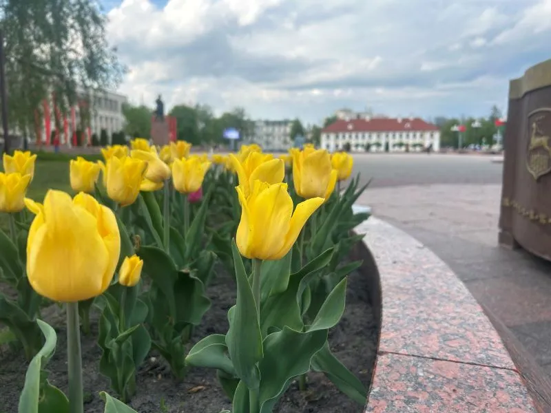 цветы в Гродно 