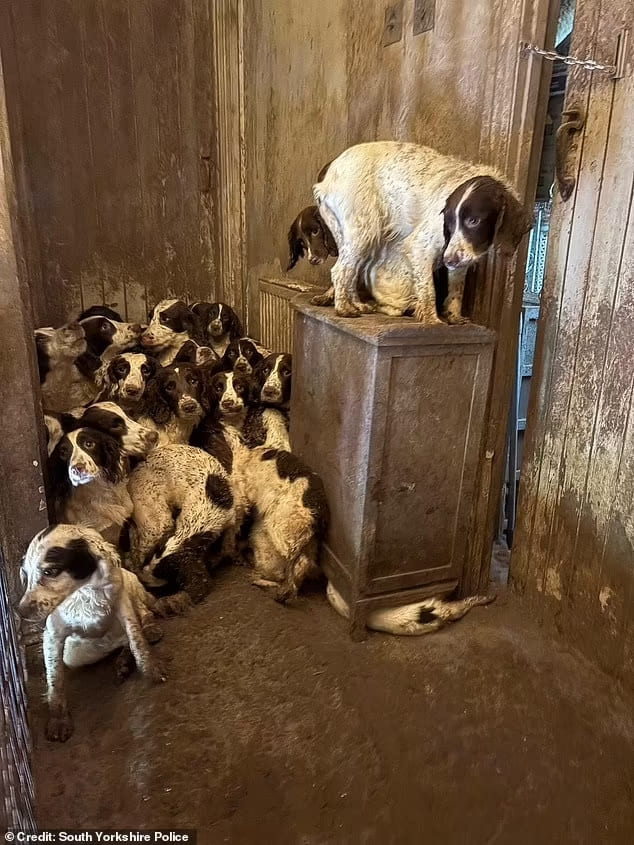Собаки в ужасных условиях 