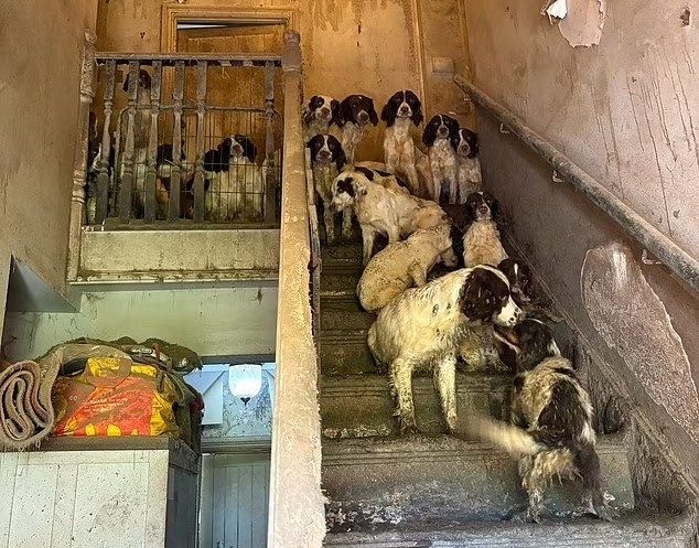 Собаки в ужасных условиях