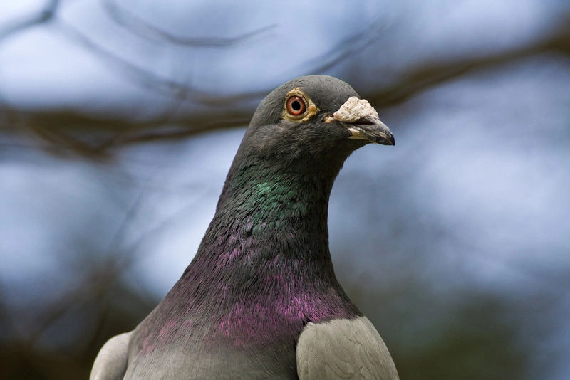 В Мадриде китайский ресторан кормил посетителей мясом голубей, выдавая его за утку