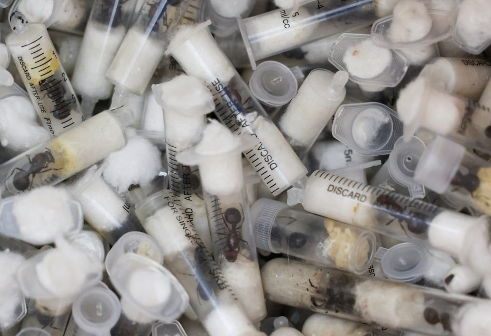 Контрабанда муравьев