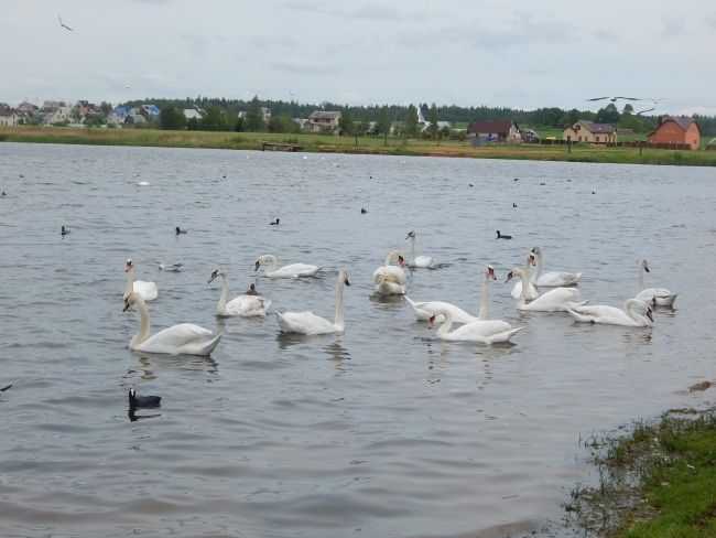 где пожарить шашлыки витебск