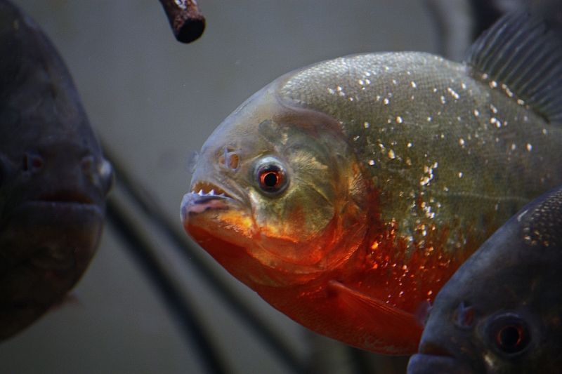 Красная пиранья