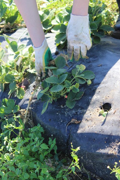 Лужеснянская сортоиспытательная станция