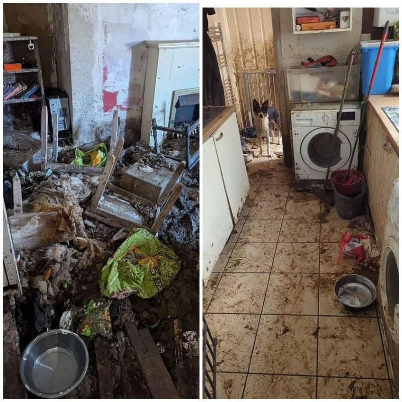 Собаки в ужасных условиях 