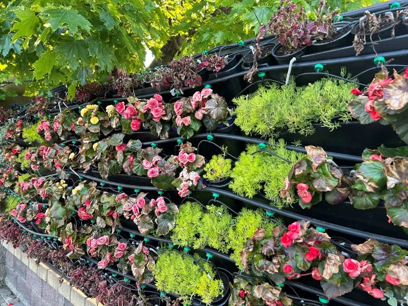 цветы в Гродно 