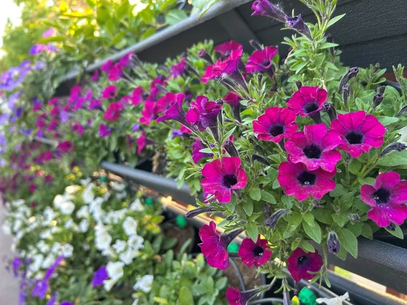 цветочные композиции в Гродно 