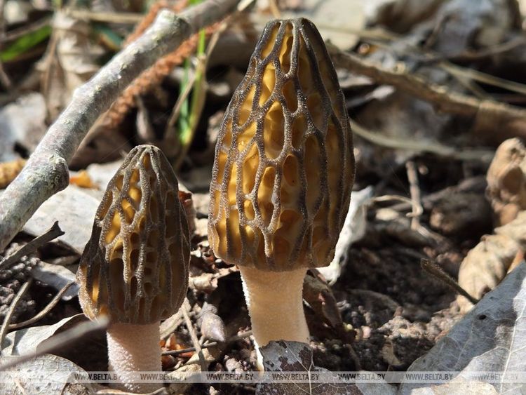 сбор грибов