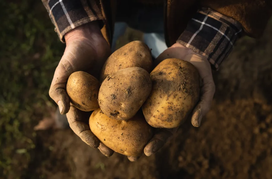 Картофель из ЕС