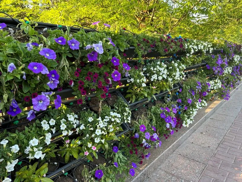 цветы в Гродно 