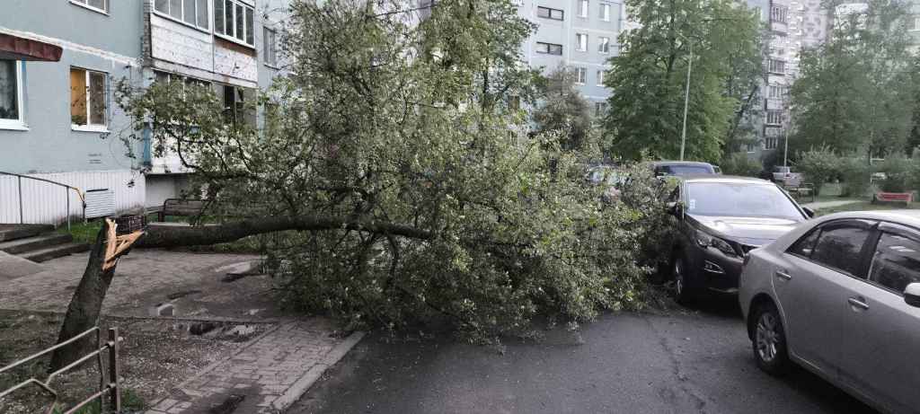 Могилевщина, непогода, дерево