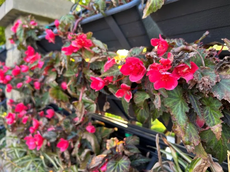 цветочные композиции в Гродно 