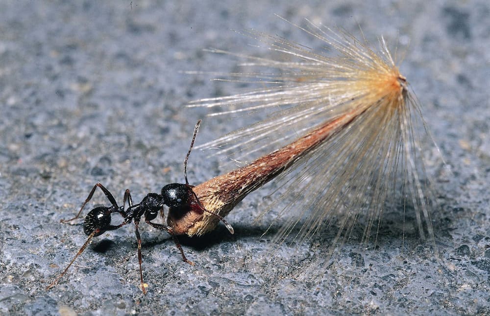 распространение семян муравьями 