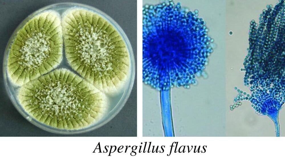 Aspergillus-flavus