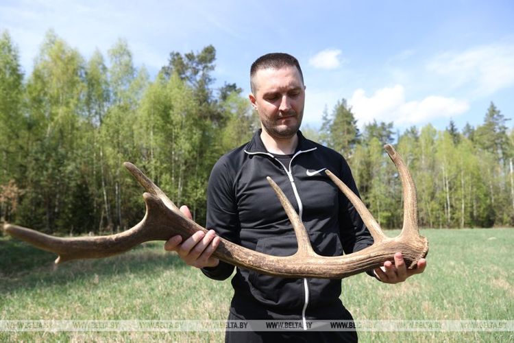 сбор грибов