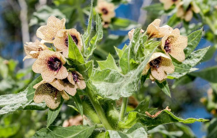 белена черная