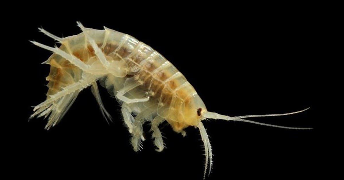 Морская блоха