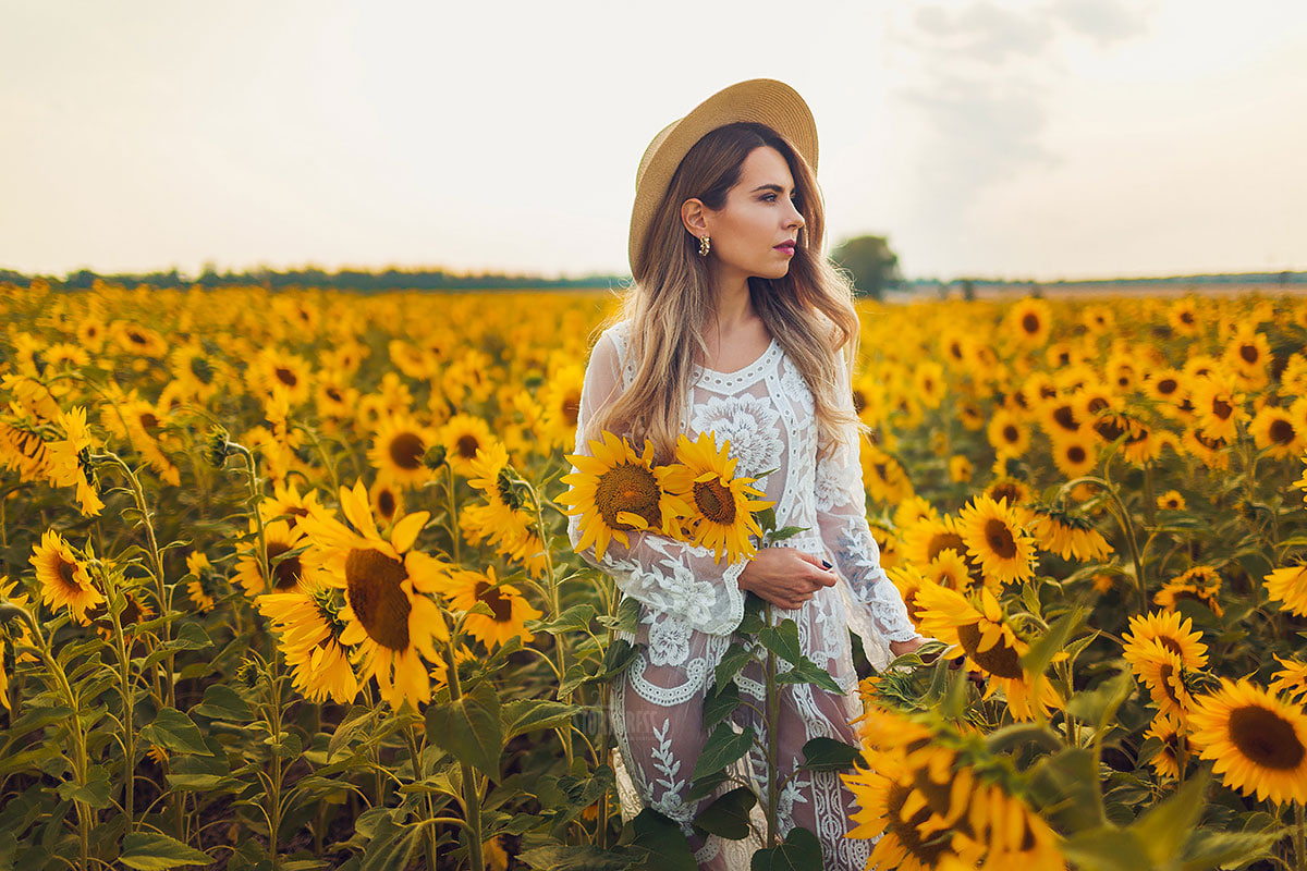 подсолнухи поле