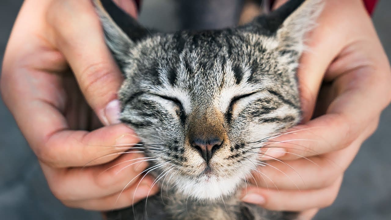 Гладят кота