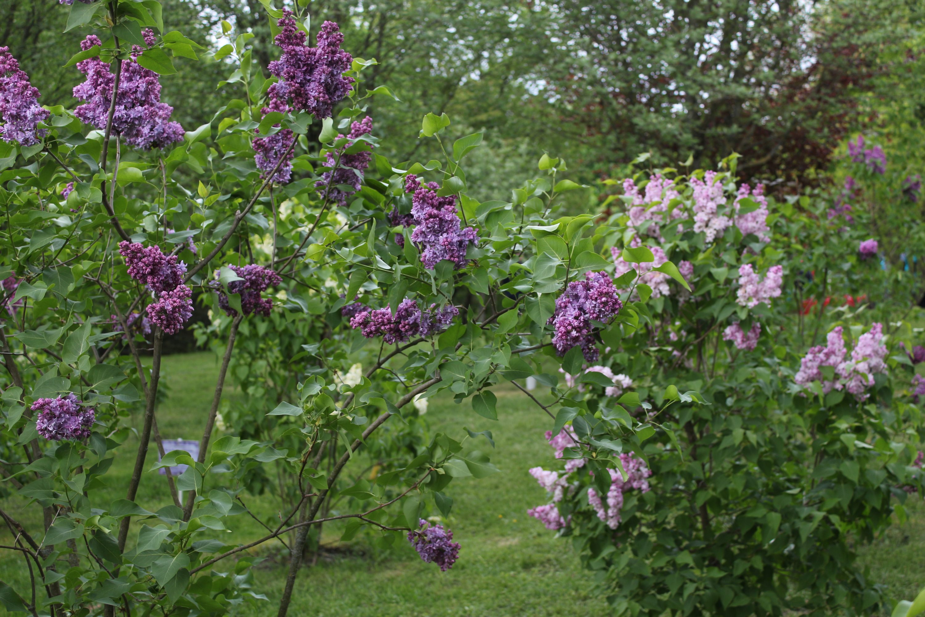 Сирень Победы в Гродно 