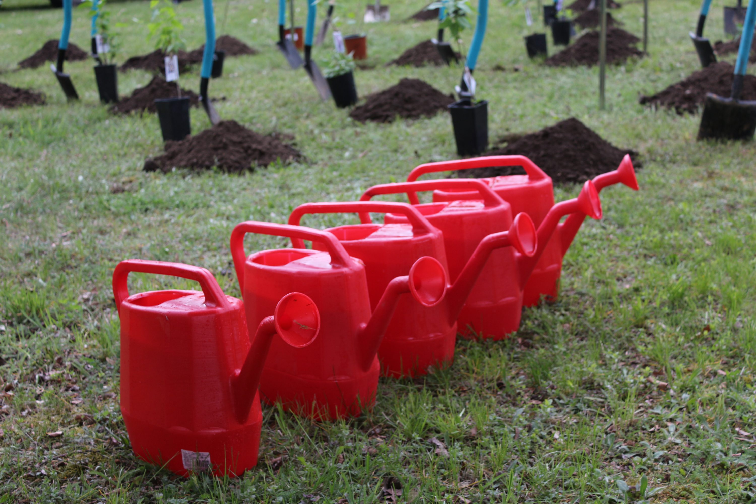Сирень Победы в Гродно 