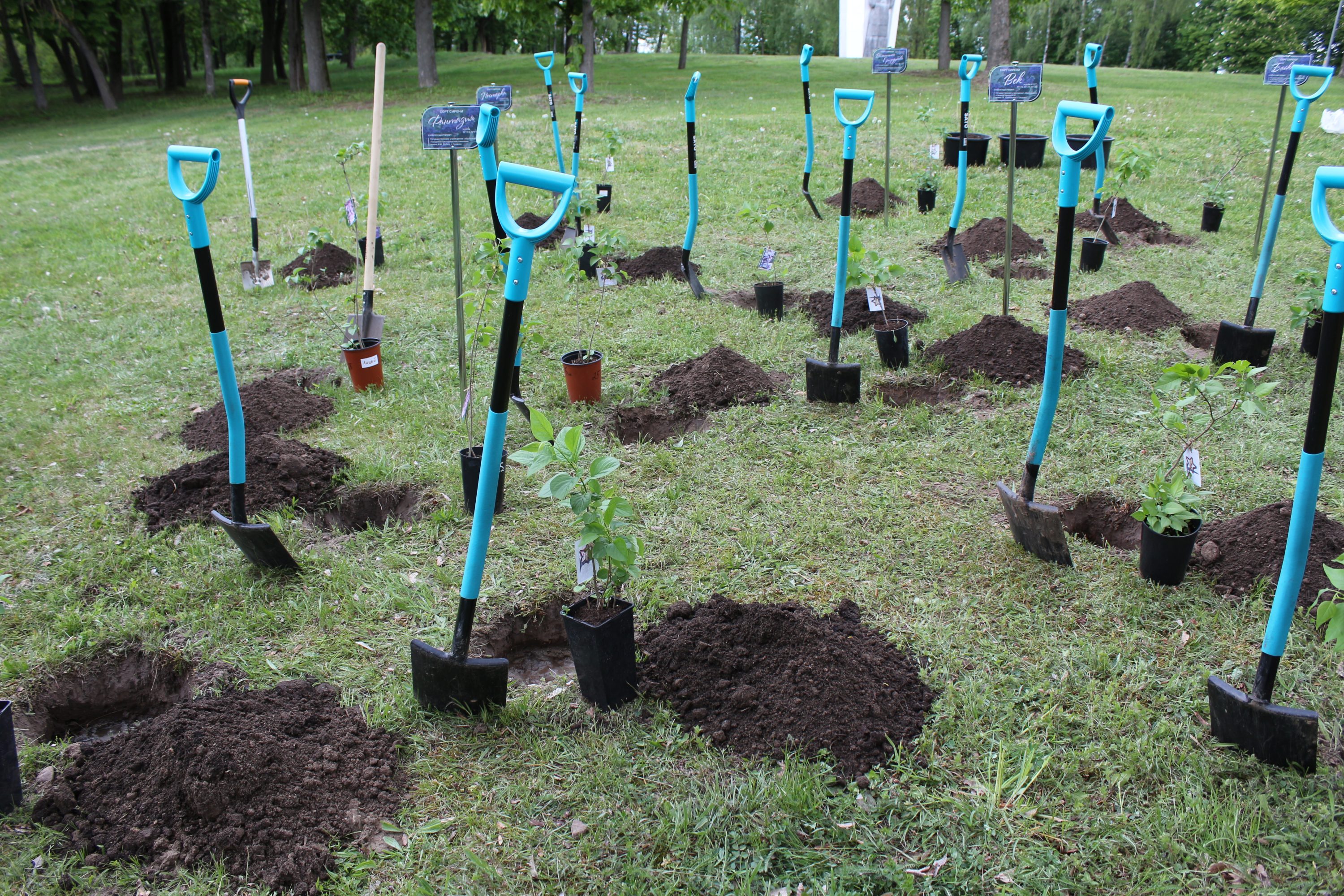 Сирень Победы высадили в Гродно 