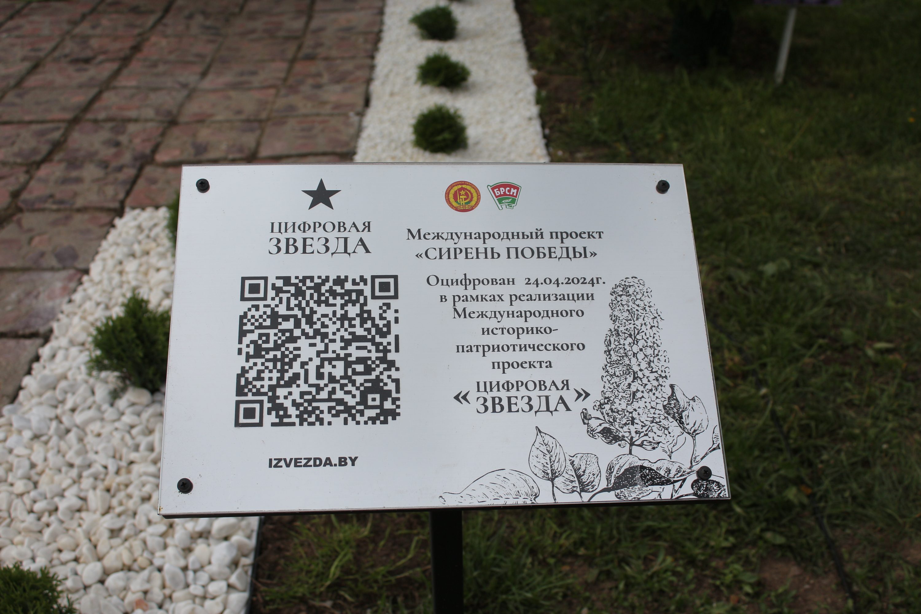 табличка "Сирень Победы"