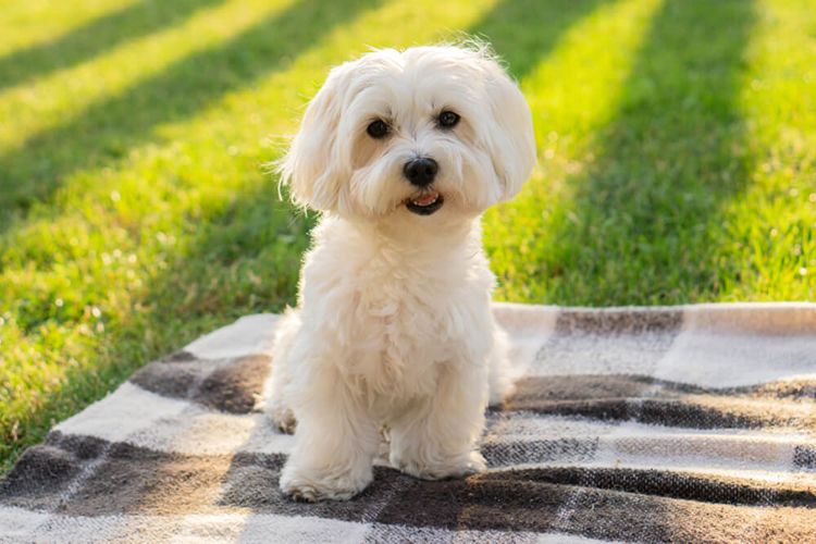 канистерапия