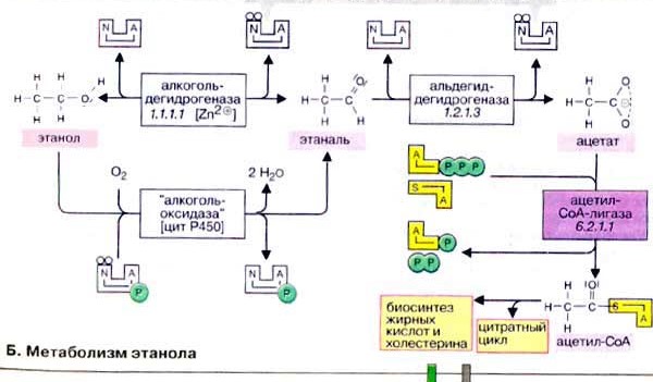 метаболизм алкоголя