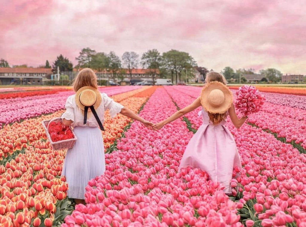 тюльпаны поле